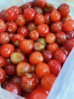 完全無農薬 朝採りさくらんぼ2.5kg ジャム用さくらんぼ 加工品用のサムネイル