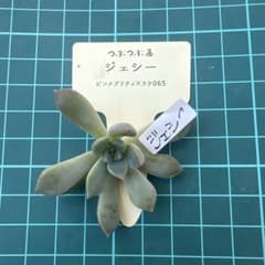多肉植物 つぶつぶ屋 【ジェシー】カット苗 - メルカリ