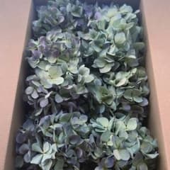 秋色紫陽花 あじさいドライフラワー S⑧ リース花材 60サイズ発送