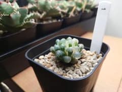 オブツーサ 氷灯錦 1のサムネイル