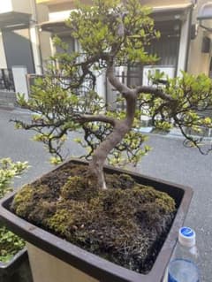 磯山椒盆栽 天皇梅 テンバイ 春翠 作家鉢 希少 太幹 株立 | Shop at