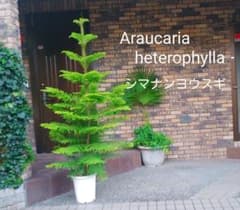 m10040487553_1.jpg?1726234531