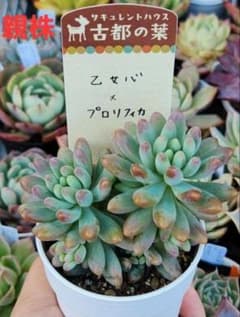 多肉植物　乙女心×プロリフィカ　カット苗➂のサムネイル