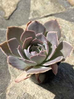 多肉植物　ルンヨニーサンカルロス✖️シャビアナペレグリナのサムネイル
