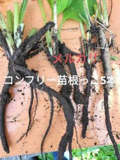 コンフリー抜き苗 根っこ5本 メルカリのみ出品 - メルカリ