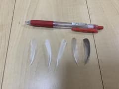 小鳥の羽根 5枚セットのサムネイル