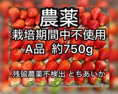 「農薬:栽培期間中不使用」いちご 「とちあいか」A級品のサムネイル