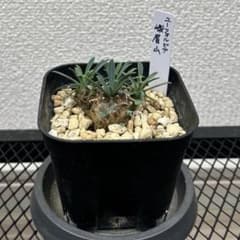 ユーフォルビア 我眉山 多肉植物 名札付き 抜き苗　⑤のサムネイル