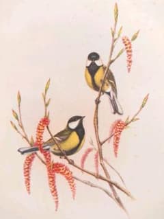 ★希少★  英国ヴィンテージ  野鳥の絵  博物画  シジュウカラのサムネイル