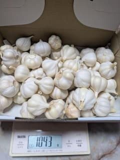自然微生物栽培　にんにく　SSサイズ　1ｋｇのサムネイル