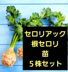 セロリアック　根セロリの苗　５苗セット　フレンチ野菜のサムネイル