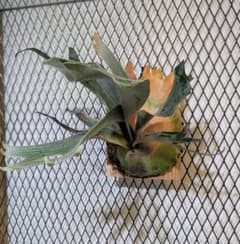 デラロッチャ／DeLaRocha／FSQ (vp#2)／ビカクシダ - メルカリ