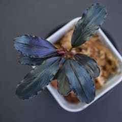 m10103713804_1.jpg?1750146572