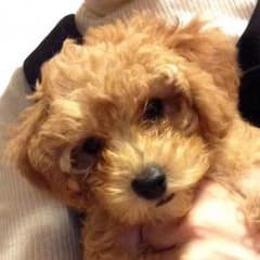 ドックチョーカー   meguko様専用のサムネイル