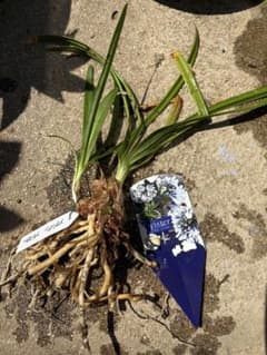 アガパンサス ツイスター 苗 矮性のサムネイル