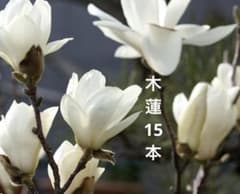 木蓮15本のサムネイル