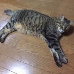 はやママさん専用のサムネイル