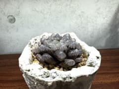 ハオルチア　紫オブツーサ　(LW & Soil ブランド鉢付き)のサムネイル