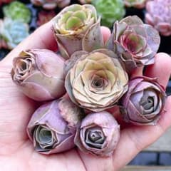 速達 グリーノビア ピンク系 7苗セット アエオニウム 多肉植物 - メルカリ