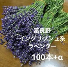 富良野 イングリッシュ系 ラベンダー 摘みたて 100本 200本 300本 富良野 イングリッシュ系 ラベンダー 摘みたて100本 切花 - メルカリ