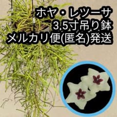 ホヤ・レツーサ 3.5寸吊り鉢 メルカリ便(匿名)発送 サクララン Hoya