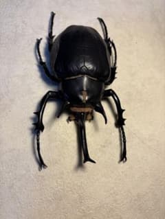 マルスゾウカブト フィギュア カブトムシ 昆虫 黒いカブトムシ - メルカリ