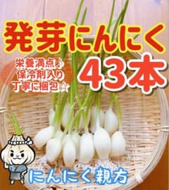 大人気 スプラウトにんにく　驚きの栄養価　発芽にんにく　43本のサムネイル