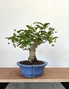 マユミ 真弓 小品盆栽 実付きのサムネイル