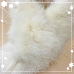 ロディスポットファーティペット♡のサムネイル