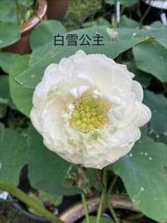 taichi01様 リクエスト 2点 まとめ商品のサムネイル