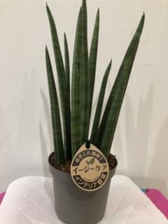サンセベリア♡ロケットのサムネイル