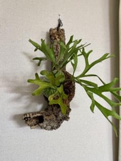 platycerium ridleyiコルク付きのサムネイル
