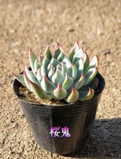あ*か様 ㊶大きめ苗! 桜鬼❣️ちょこん❣️祭囃子❣️おらいさん発根済 6苗メル 多肉植物 桜鬼 おらいさん苗 ミックスベリア - メルカリ
