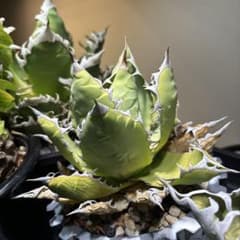 アガベ　オアハカ　チタノタのサムネイル
