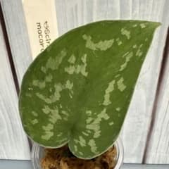 【レア】【美斑】Scindapsus macaro①のサムネイル