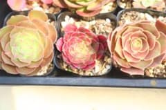 アエオニウム3品種セット「抹茶&バンシー斑入り&Sweet Princess