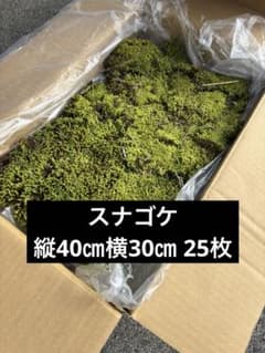 スナゴケ　25枚　エディブルフラワー　飾り葉のサムネイル