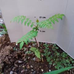 山椒の苗　３本のサムネイル