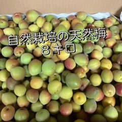 《自然栽培》☆色付き梅で梅干し最適☆のサムネイル