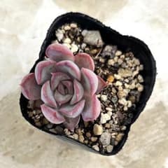 ダークアイス 抜き苗 多肉植物 エケベリア - メルカリ