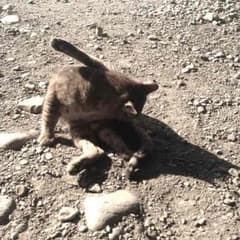 くま様専用のサムネイル