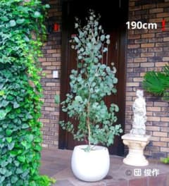 ユーカリ ポポラス苗 190㎝❗ 大型10号 綺麗な樹形 ❗シルバーグリーン