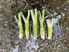 生わさび 使い切りサイズ100g 農家直送 伊豆産 山葵 野菜 - メルカリ