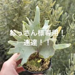 P. willinckii 'Bacteria' spore 2914 黄 - メルカリ