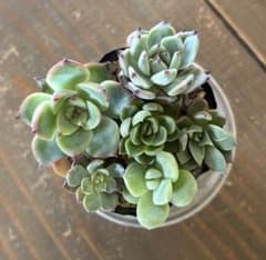 おらいさん苗札のみ　セット ミックスベリア 青札 おらいさん苗 カット苗セット 多肉植物 - メルカリ