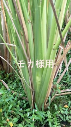 マコモダケ　500gのサムネイル