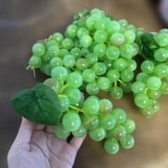ブドウ　サンプル　見本のサムネイル
