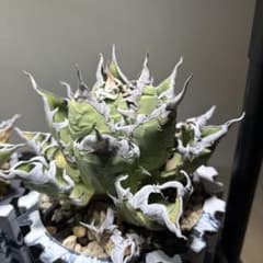 アガベ　チタノタ　オアハカのサムネイル