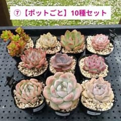 ⑦【ポットごと】10種セット☆多肉植物☆メルカリ便 - メルカリ