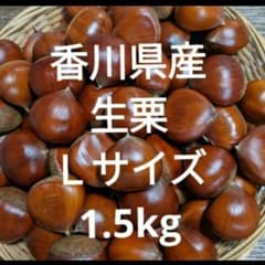 香川県産 生栗 Lサイズ特価 1.5kgのサムネイル